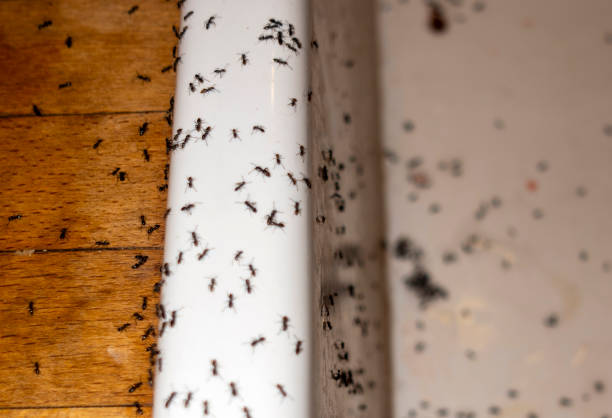 Best Local Pest Control Services  in Altamont, OR